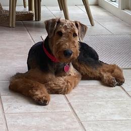 Airedale Terrier Puppies from Cool Hand Luke Kennels