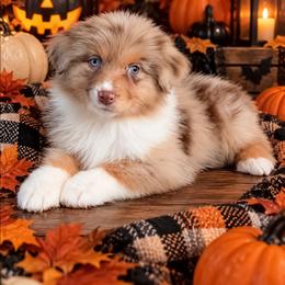 Finesse - Red merle female Australian Shepherd puppy in Fultonville, New York from Sandy Aussies, Mini Dachshunds & Pomeranians