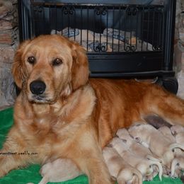 Golden Retriever Puppies from Golden Retriever Street