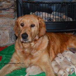 Golden Retriever Puppies from Golden Retriever Street