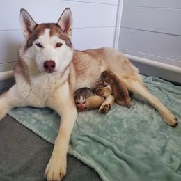 Siberian Husky Puppies from Naturez Siberians