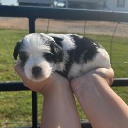Randy Red collar boy - Parti male Miniature Schnauzer puppy in Oneonta, Alabama from Murphree Valley Kennels