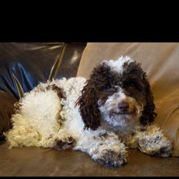 Cozmo - Poodle