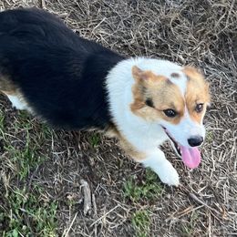 Cali - Pembroke Welsh Corgi