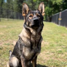 German Shepherd All Grown Up from Angelina Johnson