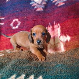 Cherry - Red female Dachshund puppy in Opelika, Alabama from Dachshund Darlins