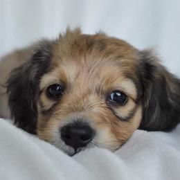 Dachshund Puppies from Dreamheart Dachshunds