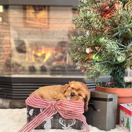 Trick - Ruby female Cavalier King Charles Spaniel puppy in Blanding, Utah from Card’s Cavaliers