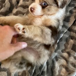 Tye - Red merle male Australian Shepherd puppy in Oroville, California from Puppy Love Ranch Mini Aussies