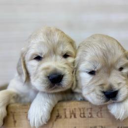 Girl 5 - Light golden female Golden Retriever puppy in Tonasket, Washington from Denzil’s Goldens