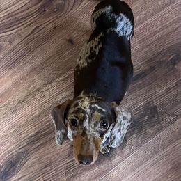 Reese - Dachshund
