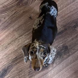 Reese - Dachshund