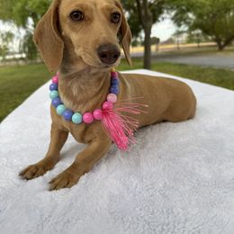Sailor - Dachshund