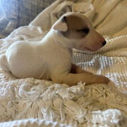 Angel - White and fawn female Whippet puppy in Oneida, Tennessee from Saving Grace