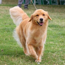 Golden Retrievers from Cheyenne's Golden Retrievers