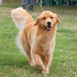 Golden Retrievers from Cheyenne's Golden Retrievers