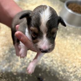 Lavender - White and sable female Shetland Sheepdog puppy in Fontanelle, Iowa from Jensen Farms Shelties