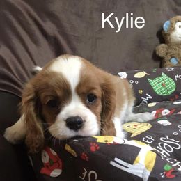 Cavalier King Charles Spaniel Puppies from Hungarian Cavaliers of Nashville