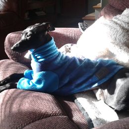 Italian Greyhounds from Cave Canem Rex Italian Greyhounds