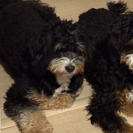 Bernedoodles from Noble Bernedoodles