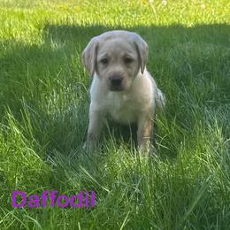 Daffodil - Yellow female Labrador Retriever puppy in Tigard, Oregon from Morrison Labrador Retreivers