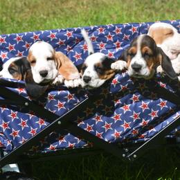 Basset Hound Puppies from Royal Baez Basset
