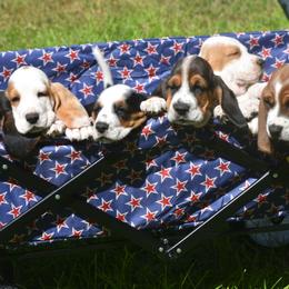 Basset Hound Puppies from Royal Baez Basset