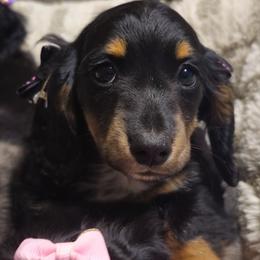 Dolly - Black and tan female Dachshund puppy in Austin, Texas from Glorious Minis