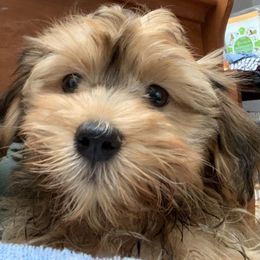 Chester - Havanese