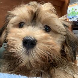Chester - Havanese