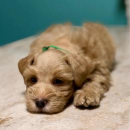 Green Collar Red Wheaten Male - Wheaten male Miniature Schnauzer puppy in Calhoun, Georgia from The BrickHouse Miniature Schnauzers