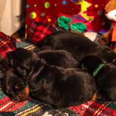 Beauceron Puppies from Beaucerons Des Vents