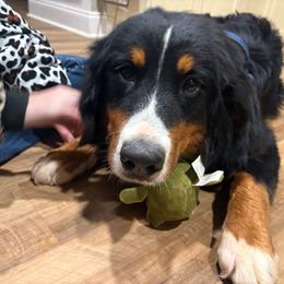 Cheyenne - Black rust and white female Bernese Mountain Dog puppy in Union Grove, North Carolina from Grove Farm