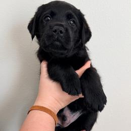 Brown Collar - Black male Labrador Retriever puppy in Port Saint Lucie, Florida from Fleeher Labradors