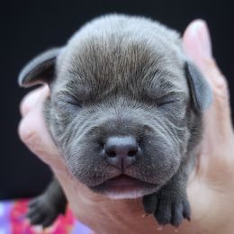 Circus Animal - Blue female Staffordshire Bull Terrier puppy in Dallas, Texas from Wild Blue Staffords