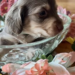 Dachshund Puppies from GypsyDox