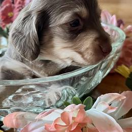 Dachshund Puppies from GypsyDox