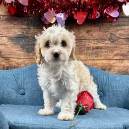 Jack - Blenheim male Cavapoo puppy in Lancaster, Missouri from Cavapoo Acres