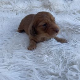 Pax - Red male Dachshund puppy in Purdy, Missouri from Shotgun Pups