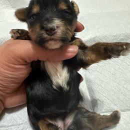 Felicia - Black and tan female Yorkshire Terrier puppy in Rochester, New York from Tnt Yorkies and Cosmic corgis