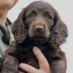 Boykin Spaniels from Northern Flight Boykins