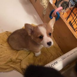 Pembroke Welsh Corgi Puppies from Chaotic Corgi’s