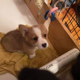 Pembroke Welsh Corgi Puppies from Chaotic Corgi’s
