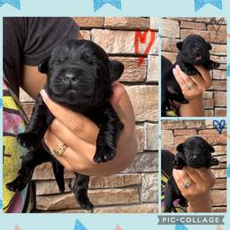 Blue Collar Male - Black male Labrador Retriever puppy in Kissimmee, Florida from SunState Labs