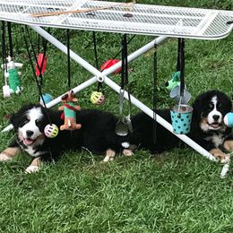 Bernese Mountain Dog Puppies from TOLLHAUS