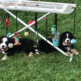 Bernese Mountain Dog Puppies from TOLLHAUS