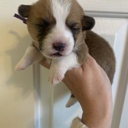 Earmuff - Red female Pembroke Welsh Corgi puppy in Cumming, Georgia from Carter’s Corgis LLC