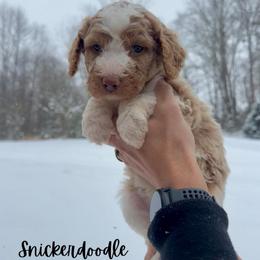 Snickerdoodle - Parti female Goldendoodle puppy in Taylorsville, North Carolina from Doggone Dixie Doodles