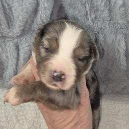 G4 - Blue merle female Miniature Australian Shepherd puppy in Citra, Florida from Southpaw Herders LLC