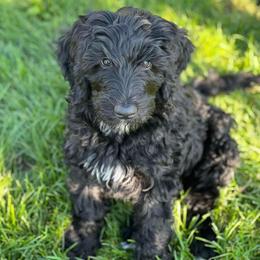 Goldendoodle Puppies from Thompson Creek Doodles